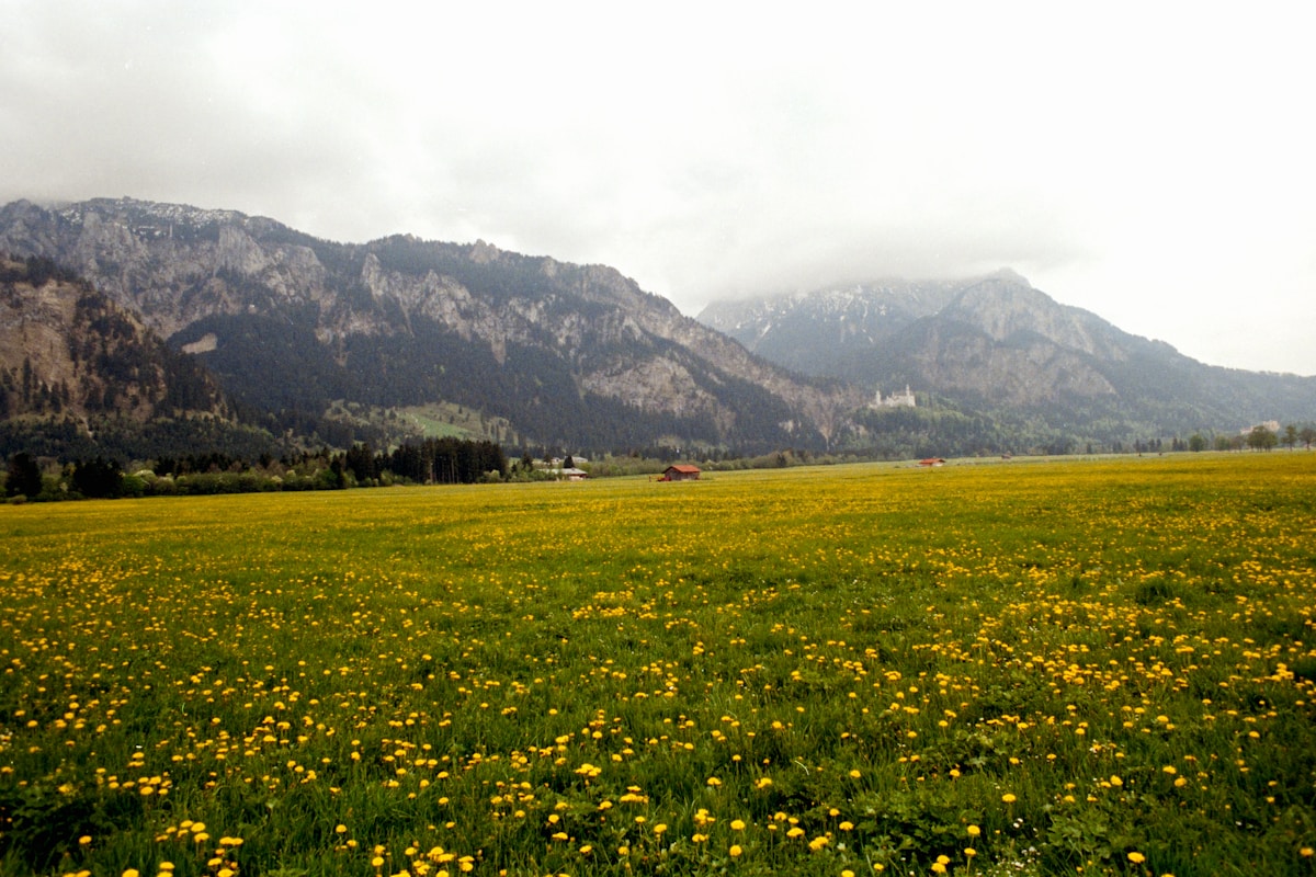 Field of yellow flowers with mountains — Balkans in April