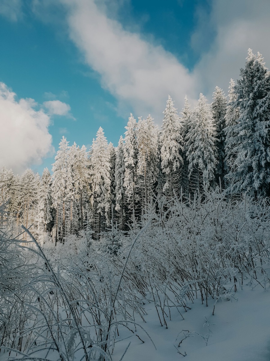 Snow-covered trees and field in Sofia, Bulgaria — Balkans in January