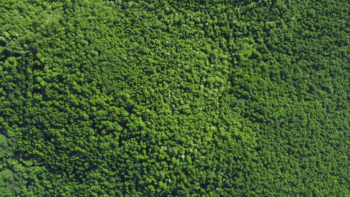 Aerial view of Gërmia Park green forest near Pristina, Kosovo